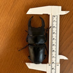 新潟県柏崎市産オオクワガタWF2ペア ♂55mm♀44mm | mochikuwa