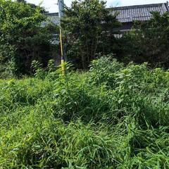 古民家の雑清掃　物置の整理や清掃の画像