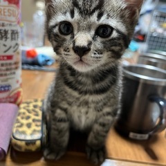 間も無く2ヶ月のトラちゃん