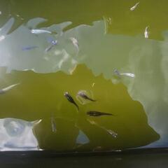 元気なメダカ②の画像