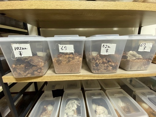 ヘラクレスオオカブトムシ