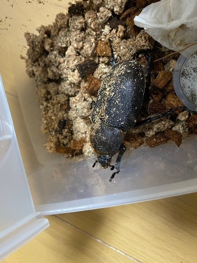 ヘラクレスオオカブトムシ