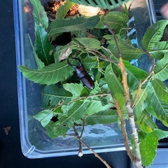 　70匹以上クワガタ　カブトムシ　ノコギリ　ミヤマクワガタ