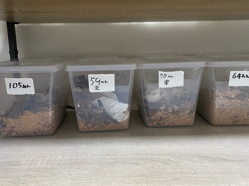 ヘラクレスオオカブトムシ