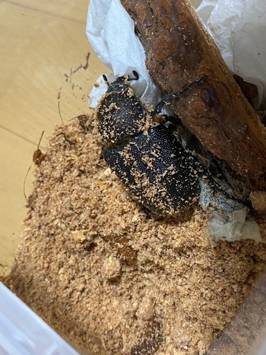 ヘラクレスオオカブトムシ
