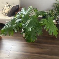 フィロデンドロン・セローム　観葉植物　大型観葉植物 