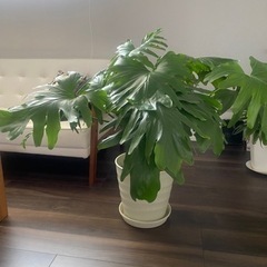 フィロデンドロン・セローム　観葉植物　大型観葉植物 の画像
