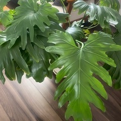 フィロデンドロン・セローム　観葉植物　大型観葉植物 の画像