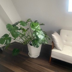 モンステラ　観葉植物　グリーン　大型観葉植物