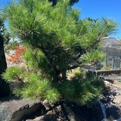 松の木の画像
