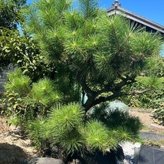松の木の画像