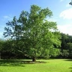 大泉緑地でウォーキング🩵カフェ募集