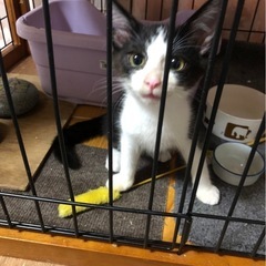 白黒ハチワレ男の子　里親募集終了