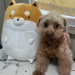 里親募集中☆トイプードル（ニコちゃん）