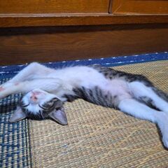 3ヵ月～4ヵ月くらいの雄猫 − 島根県