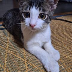 3ヵ月～4ヵ月くらいの雄猫 - 猫