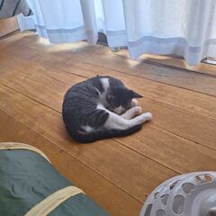 3ヵ月～4ヵ月くらいの雄猫 - 里親募集