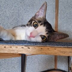 3ヵ月～4ヵ月くらいの雄猫 - 益田市