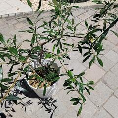 オリーブの木の画像