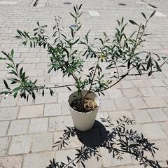 オリーブの木の画像