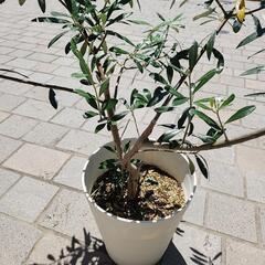 オリーブの木の画像