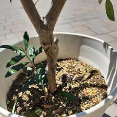 オリーブの木の画像