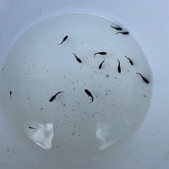 サイズ色々　メダカ　ブラックダイヤ　