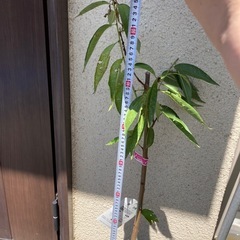 桃の苗
の画像
