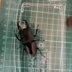 カブトムシ、クワガタの画像