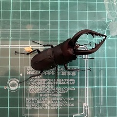 カブトムシ、クワガタの画像