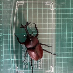 カブトムシ、クワガタ