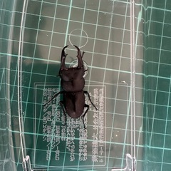 カブトムシ、クワガタの画像