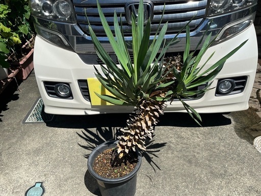 ユッカグロリオーサ(3頭)