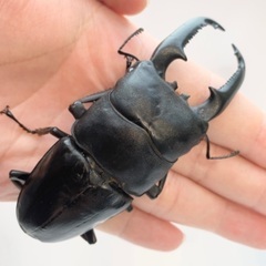 パラワンオオヒラタクワガタ 大型ペア ガントン産