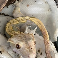 クレス里親募集