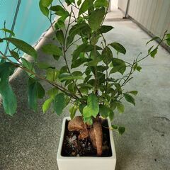 ガジュマル（小さい鉢）の画像