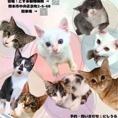 🐱ほご猫譲渡会in小澄動物病院（京町）🐱
