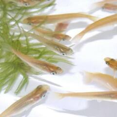 ヒメダカの稚魚の画像