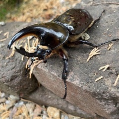 ヒルスシロカブト♂♀ペア