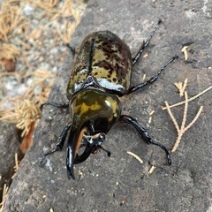ヒルスシロカブト♂