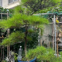 松　リュウキュウマツ