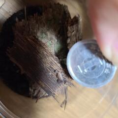 ヤエヤマサソリ　の画像