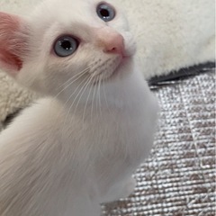人懐っこく遊びが大好きな男の子！ブルーアイ