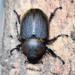 ヘラクレスオオカブト　メス単品、タランドゥス幼虫　2頭　血統あり...