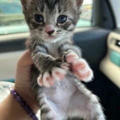 小さくて、かわいい子猫