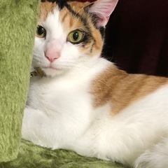 甘え上手な三毛の女の子です🐈🐾