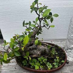 ガジュマル