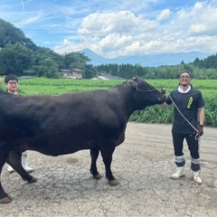黒毛和牛のお世話・畜産