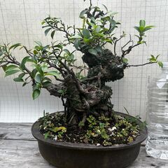 ガジュマル