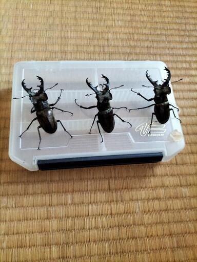 ミヤマクワガタ成虫♂3匹まとめて販売